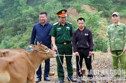 Hỗ trợ bò giống cho người dân