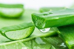 Lô hội không chỉ làm đẹp da mà còn giúp thanh nhiệt, nhuận tràng