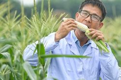 Độc lạ giống ngô không cần chế biến, ăn như hoa quả
