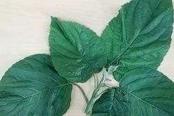 Những lưu ý khi dùng cây lộc mại để tránh tình trạng ngộ độc