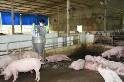 Giá lợn hơi xuống thấp, người nuôi ngậm ngùi 'treo chuồng'