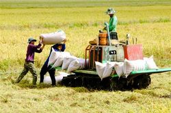 Giảm chi phí, nâng cao chất lượng lúa gạo sau thu hoạch