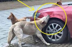 Màn 'trả thù' khó tin của đàn chó hoang