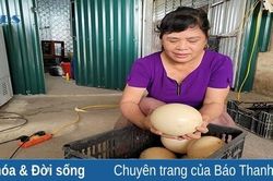 Bà giáo về hưu làm giàu từ mô hình nuôi 'chim khổng lồ'