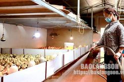 HTX Sản xuất và Dịch vụ nông nghiệp Nam Phú: Nâng cao giá trị sản phẩm từ ứng dụng khoa học kỹ thuật