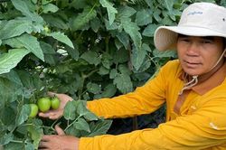 Syngenta ra mắt công nghệ mới phòng trị sương mai, giả sương mai cho rau màu