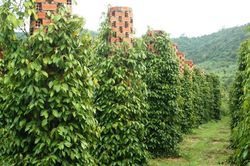 Giá tiêu hôm nay 14/5: Vẫn tăng đến 1.500 trong tuần, cao nhất tại Bà Rịa