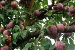 Lào Cai mất mùa mận đặc sản Tả Van
