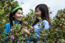 Lễ hội Hoa sim biên giới kích cầu du lịch Móng Cái