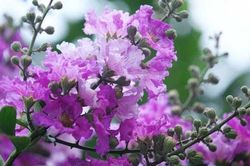 Hoa bằng lăng tím sắc phố phường Hà Nội