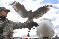 Tại sao quan chức Nga đề xuất lập phi đội chim đại bàng đánh chặn UAV Ukraine?