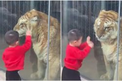 Bé trai 'đánh nhau' với con hổ khổng lồ qua cửa kính và cái kết bất ngờ sau đó