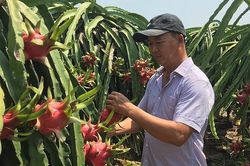 Thị trường Trung Quốc 'ăn hàng' mạnh, giá thanh long lên mức 42.000 đồng/kg
