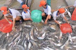 'Giành' lại vị thế và thương hiệu cá tra Việt Nam