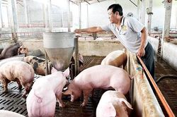 Giá lợn hơi ngày 15/5: Tiếp tục ổn định ở ngưỡng 52.000 - 56.000 đồng/kg