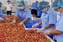 Nỗ lực tìm kiếm các thị trường xuất khẩu mới để nâng cao giá trị cho vải thiều