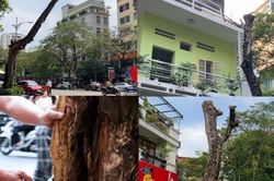 Hà Nội: Nhiều cây xanh chết khô, tiềm ẩn nguy cơ gây mất an toàn cho người dân