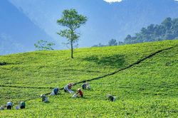 Về Thái Nguyên uống trà, ngắm cảnh, thưởng thức đồ ăn ngon