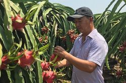Thị trường Trung Quốc 'ăn hàng' mạnh, giá thanh long lên mức 42.000 đồng/kg