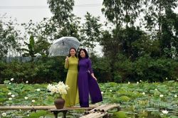 Thưởng lãm hoa sen trắng đầu mùa với dịch vụ 'mềm'