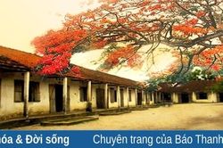 Nhớ tán phượng vĩ ngày xưa