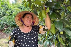 Măng cụt, mãng cầu thành trend: HTX cần phải làm gì?