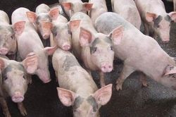 Giá heo hơi đã đi qua 'đáy', kỳ vọng lên 65.000 đồng/kg