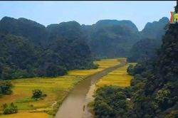 Ninh Bình sắp ra mắt cánh đồng lúa hình cá chép
