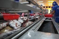 Xuất khẩu cá tra: Kỳ vọng tăng trưởng cuối năm