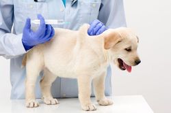 Bệnh dại 'vào mùa', các tỉnh chỉ đạo khẩn phòng chống