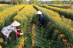 Bất cập trong triển khai Quy hoạch phát triển nông nghiệp