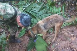 Bốn trẻ em sống sót thần kỳ sau tai nạn máy bay tại Colombia