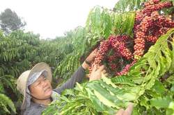 Cà phê doanh nhân - đừng chỉ là phong trào