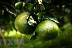 Trái cây rớt giá, các nhà vườn ở Trà Vinh lao đao vì thua lỗ