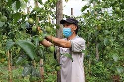 Giá chanh ở Đồng Tháp tăng trong mùa nắng do nhu cầu tiêu thụ cao