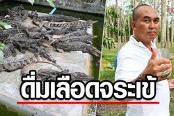 Doanh nhân Thái Lan gây tranh cãi khi uống huyết cá sấu để có sức khỏe cường tráng