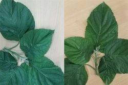 Chữa táo bón bằng lá lộc mại, một người phải nhập viện cấp cứu