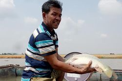 Cá bè hồ Trị An: Dời về vùng nuôi quy hoạch, không lo cá chết