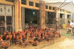 Thủ tướng yêu cầu cấp tốc ngăn chặn, xử lý nghiêm việc buôn bán gia cầm lậu