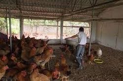 Người chăn nuôi gia cầm lao đao
