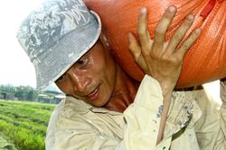 Nông dân Nghệ An 'cõng nắng' 40 độ thu hoạch lúa xuân