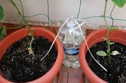 Dù không ở nhà cây vẫn được tưới nước nhờ 5 mẹo thông minh này