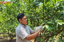 Trồng giống ổi trái mùa, nông dân Di Trạch thu cả tỉ đồng mỗi năm
