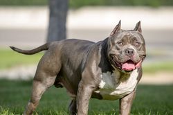 Vì sao vết cắn của chó Pitbull đáng sợ hơn những giống chó khác?