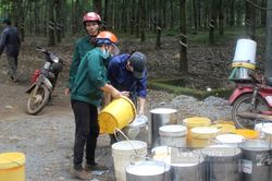 Giá cao su liên tục giảm, xuất khẩu khó trong, khó ngoài