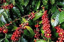 Giá cà phê hôm nay 20/5: Điều chỉnh giảm