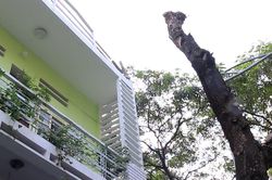 Hà Nội: Cây xanh bị chết khô trên nhiều tuyến phố