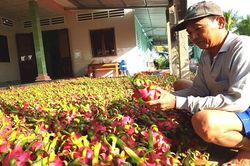Nguồn cung khan hiếm, giá thanh long tăng mạnh
