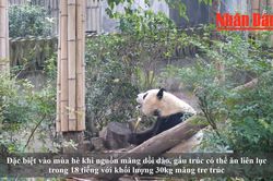 Quần thể gấu trúc sinh sản nhân tạo lớn nhất trên thế giới