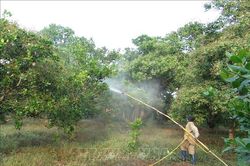 Xen canh giúp người trồng điều Bình Phước thu lợi gấp đôi